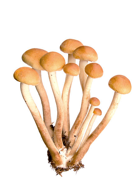 Honey fungus, or armillaria, against white background stock photo