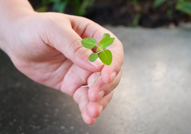 istock Hand Holding A Green Small Young Plant 910189168