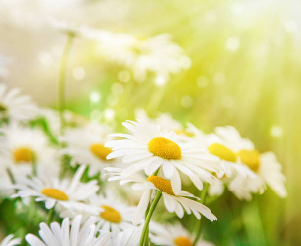 istock Beautiful background. Chamomile flowers are lit by the sun 910189188