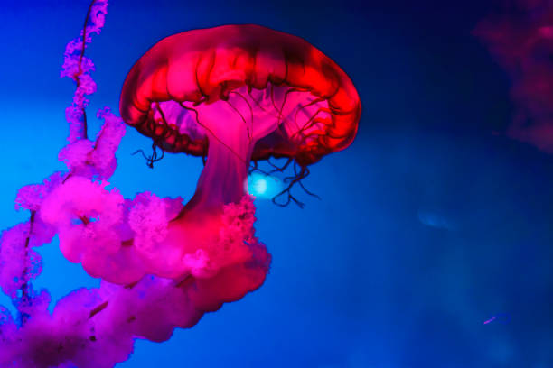 medusa - jellyfish underwater water light foto e immagini stock