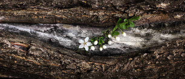 istock Spring flowering branch of cherry flowers on a tree bark. Dramatic Wooden rustic background. Panorama horizontal 910192288