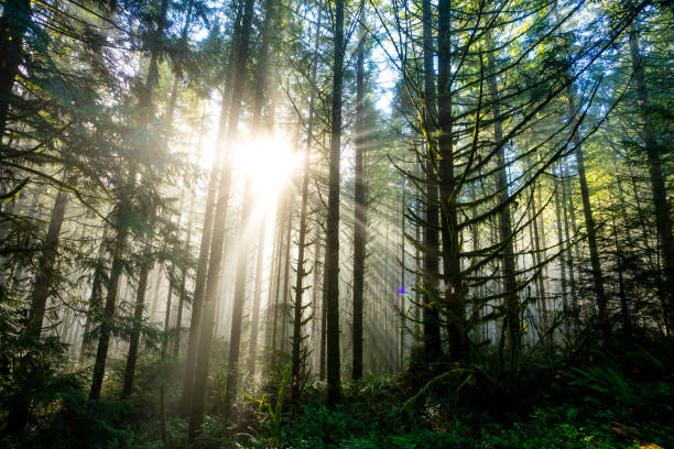 istock Sun Through Trees in Natural Oregon Landscape 910192296