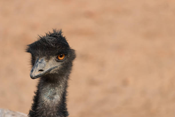 istock Dromaius novaehollandiae (Emu) portrait 910197864