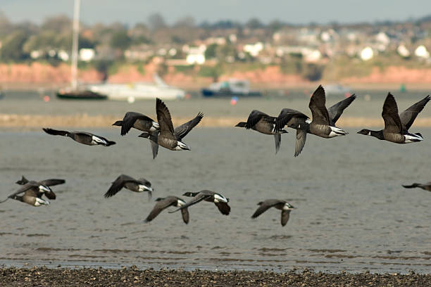 Brent geese flying over Exe estuary, Devon UK stock photo
