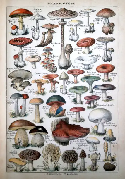 Photo of Old illustration listing the mushrooms