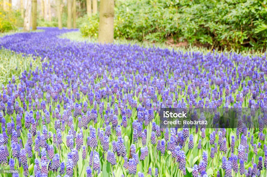 Beautiful purple muscari flowers. Beautiful purple muscari flowers Agricultural Field Stock Photo