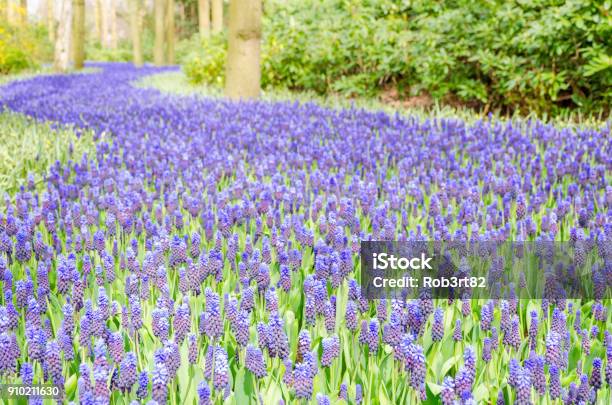 Beautiful Purple Muscari Flowers Stock Photo - Download Image Now - Agricultural Field, Backgrounds, Beauty