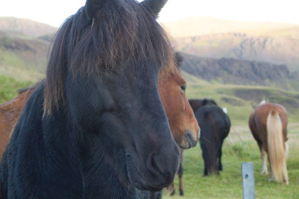 istock Icelandic Horse 910214198