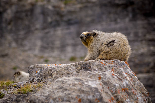 istock Closeup of a Hoary Marmot 910214508