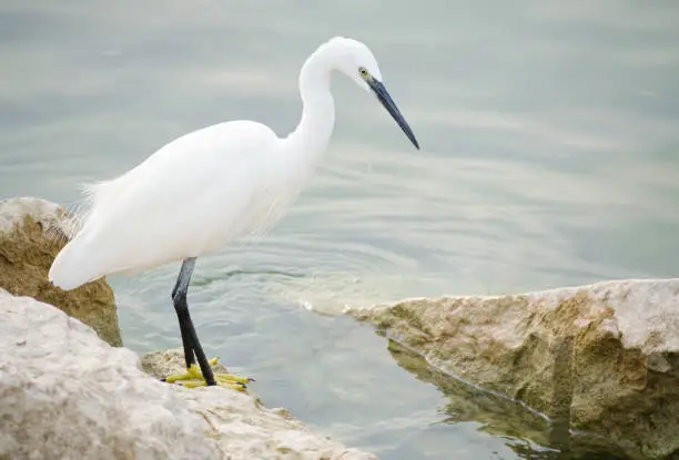 A sharp-billed white egret waiting, peering into the water, by the shallows of Lake Garda, Veneto, Italy. The characteteristic yellow feet and eyes of the species are clearly visible.