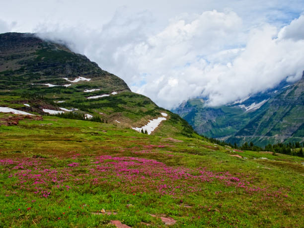 ローガン峠、グレーシャー国立公園の野生の花 - montana mountain meadow flower ストックフォトと画像