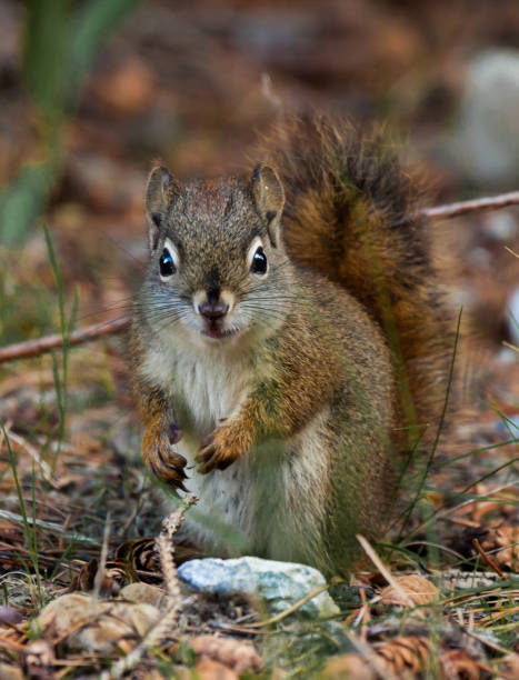 istock A close-up view of red squirrel 910217784