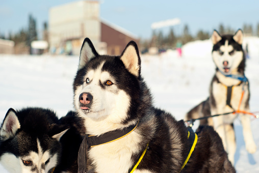 Muzzle of a Siberian husky with different eyes, harnessed to a sleigh and looking at his master, closeup on a blurred background