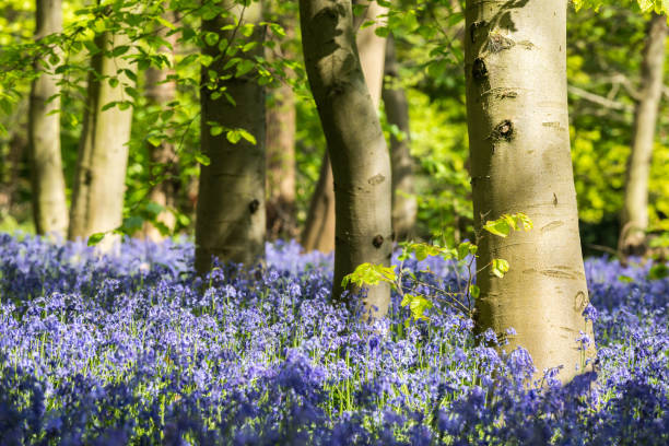 istock Bluebells at Wanstead Park, London, UK 910218286