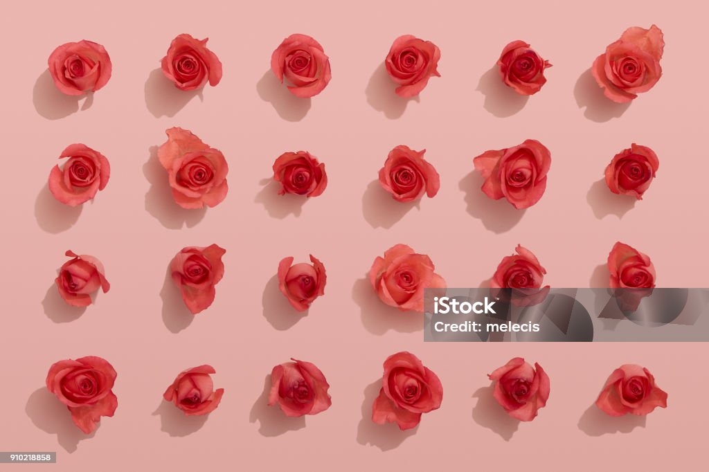 Red roses on pink background Rose - Flower, Backgrounds, Pink color, red, pattern Rose - Flower Stock Photo