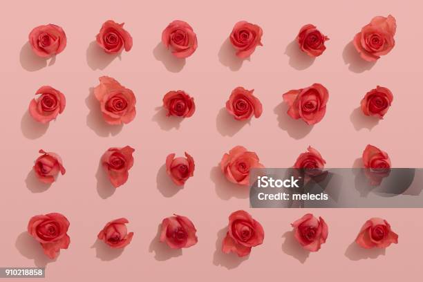 Red Roses On Pink Background Stock Photo - Download Image Now - Rose - Flower, Red, Flower