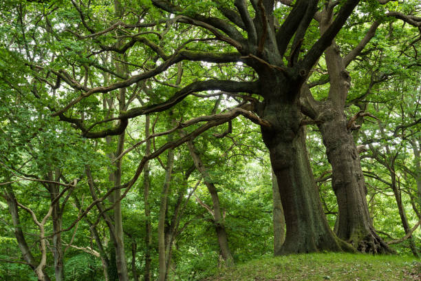 istock Old trees in Hampstead Heath, London, UK 910219328
