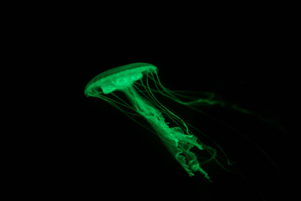 istock green  jellyfish on black background - fluorescent  jelly fish 910221742