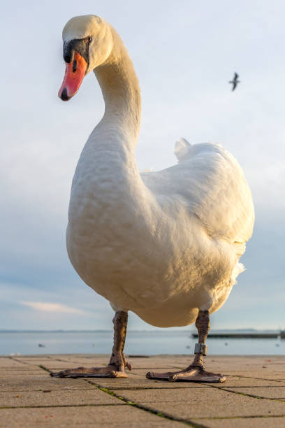 istock Close up of mute swan 910221958