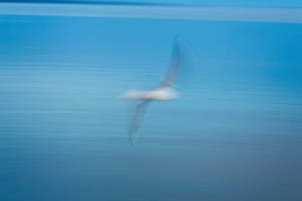 istock Abstract photo from a seagull from above, long exposure 910221990