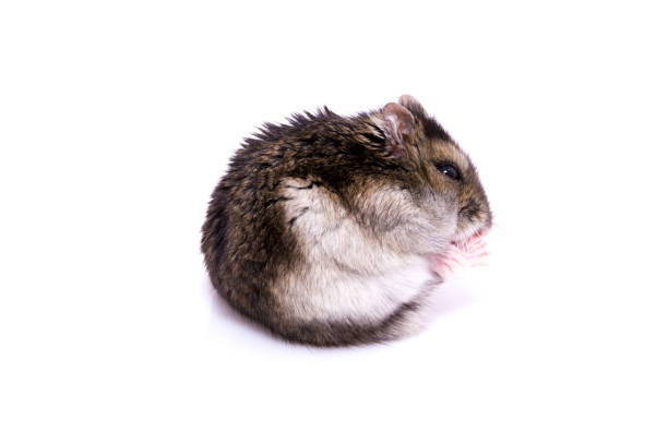 Djungarian hamster isolated on a white background Djungarian hamster isolated on a white background. roborovski hamster stock pictures, royalty-free photos & images