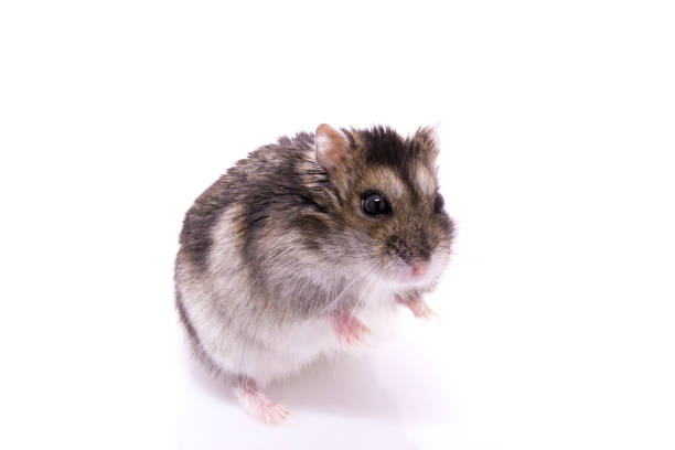 istock Djungarian hamster isolated on a white background 910225546