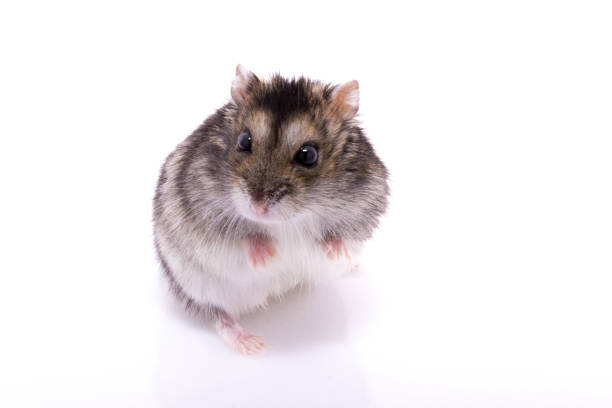 istock Djungarian hamster isolated on a white background 910225594