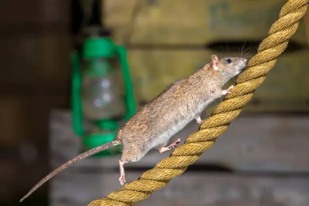 Photo of Brown rat on anchor rope