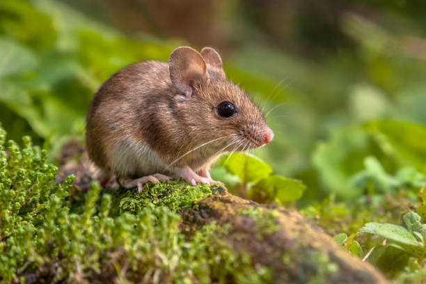 istock Cute Wood mouse in natural habitat 910226650