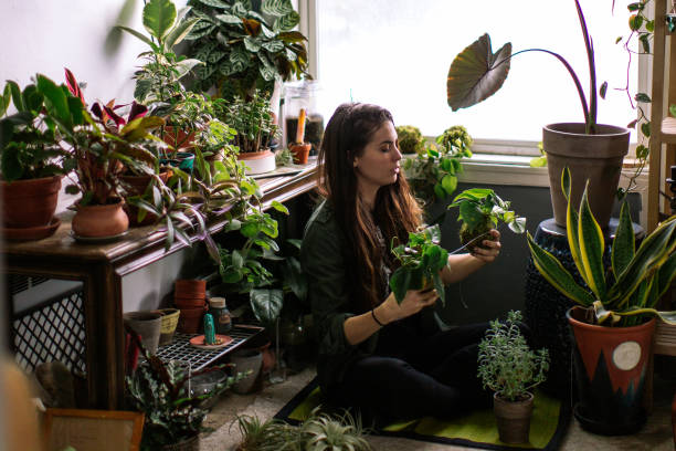 wanita dewasa muda di rumah menyiram tanaman rumah indoor - tanaman hias tumbuhan potret stok, foto, & gambar bebas royalti
