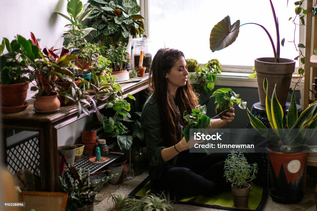 Giovane donna adulta a casa annaffiando piante di casa d'appartamento - Foto stock royalty-free di Flora