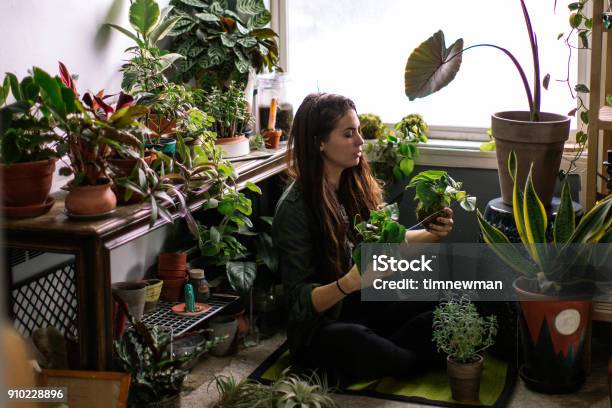 Young Adult Woman At Home Watering Indoor House Plants Stock Photo - Download Image Now