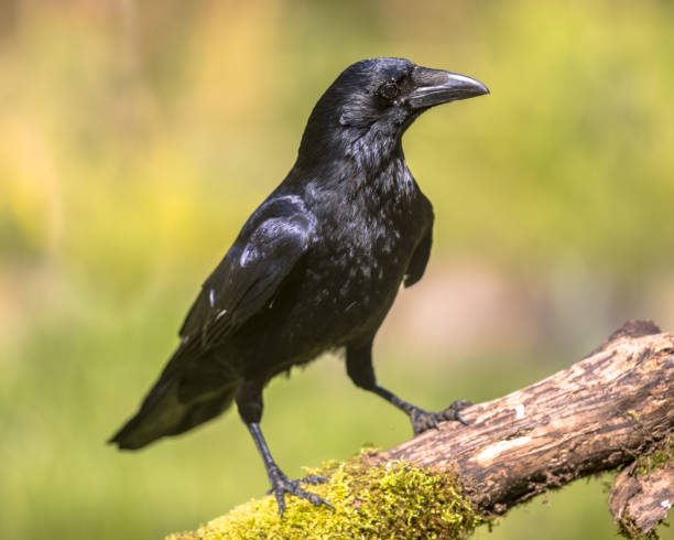 istock Black Carrion Crow looking for food 910232030