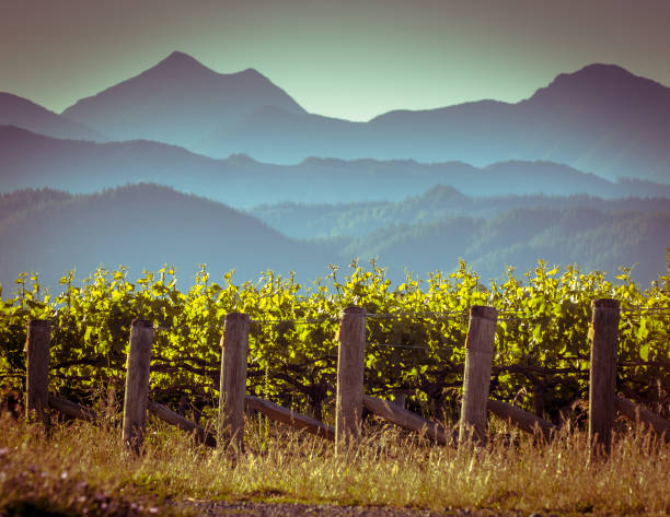 Vineyard with misty mountain background View of vineyard with misty mountains background at sunset in Marlborough region New Zealand chardonnay grape stock pictures, royalty-free photos & images