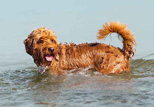 young miniature goldendoodle playing in shallow water