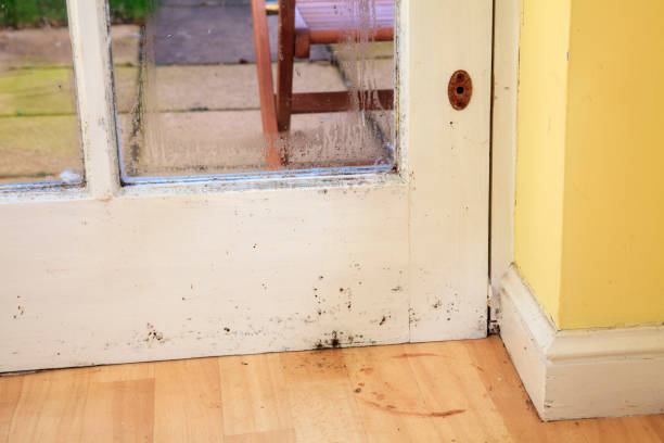 istock Mold Mould Stains on Damp Wall and Door in kitchen 910238034