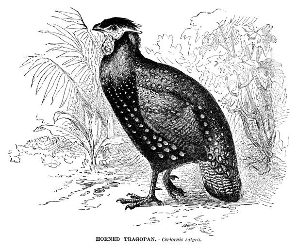 Horned Tragopan Stock Illustration - Download Image Now - 19th Century,  19th Century Style, Animal - iStock