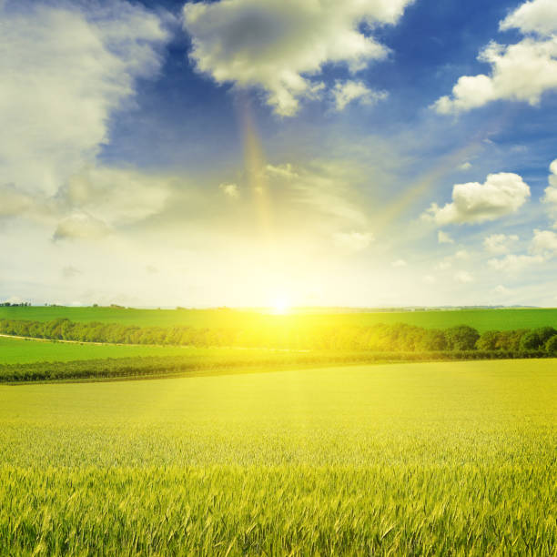 istock Beautiful sunset on wheat field 910241362