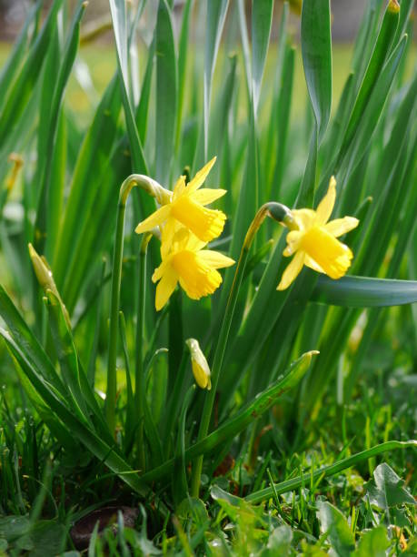 istock yellow flowers in beautiful spring 910241734