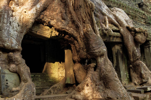 Mysterious Preah Khan temple in Angkor, Siem Reap, Cambodia. stock photo