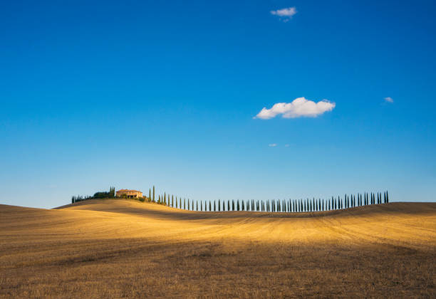 Golden field and alley of cypress in Tuscany, Italy Wide angle view of the golden field and alley of cypress in Tuscany, Italy italian cypress stock pictures, royalty-free photos & images