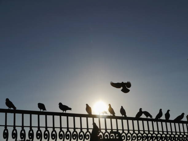 istock pigeons fence sun sky 910251922