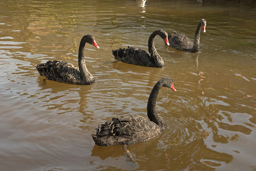 The black swan is a large waterbird, a species of swan which breeds mainly in the southeast and southwest regions of Australia