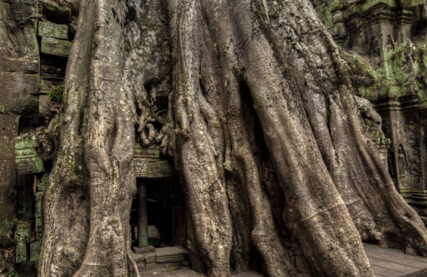 Angkor Prohm Khmer ancient Buddhist temple in jungle forest. Famous stock photo