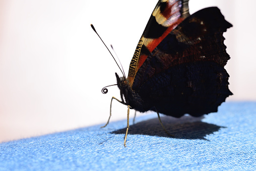 The photo shows an extreme closeup of a sitting butterfly extending its trunk.