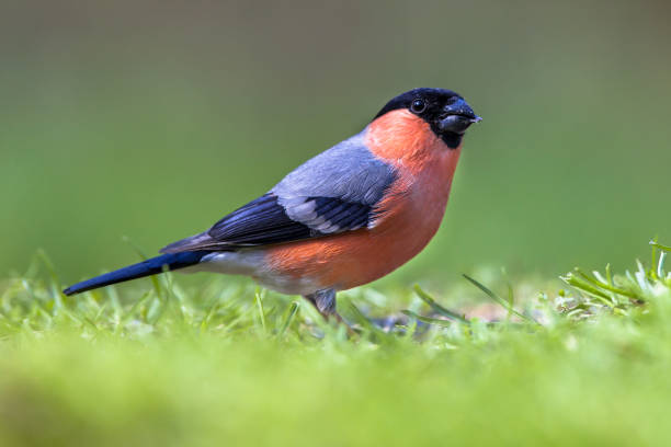 Bullfinch in lawn Bullfinch (Pyrrhula pyrrhula) looking for food in a grass field in an ecological natural garden. finch stock pictures, royalty-free photos & images