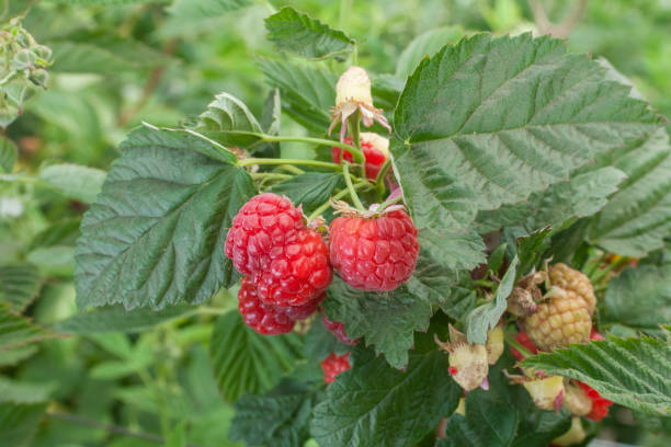 istock Close-up Ripening Organic Raspberries on the Vine 910258686