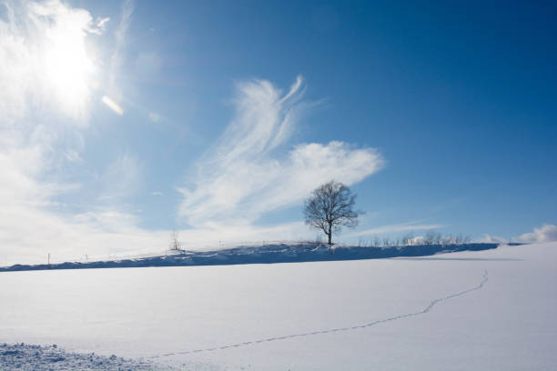 istock Snowy field and winter grove 910259008