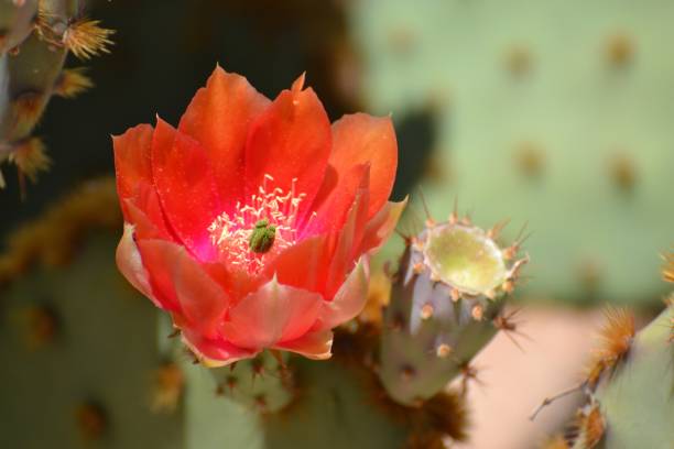 istock Brilliant Red-Orange Cactus Flower 910263592