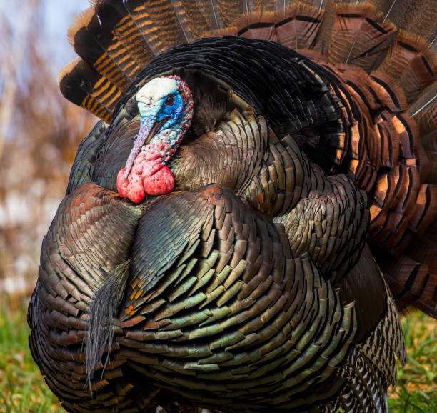 istock Male Turkey Close 910266434